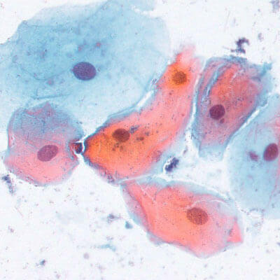 Cells on Microscope Slide