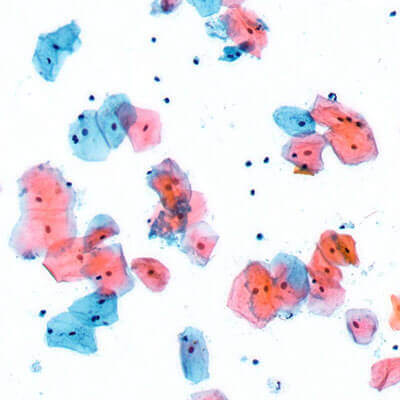 Cells on Microscope Slide