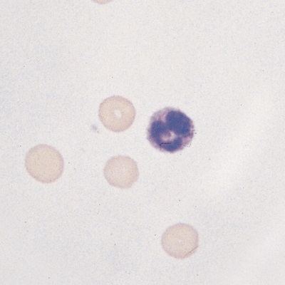 Cells on Microscope Slide