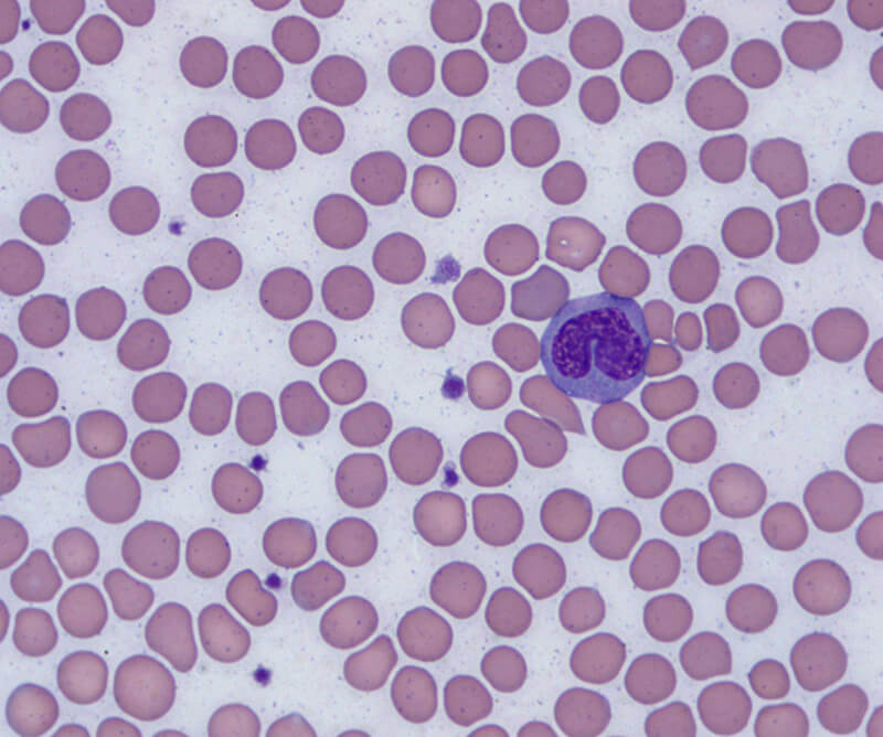 Cells on Microscope Slide